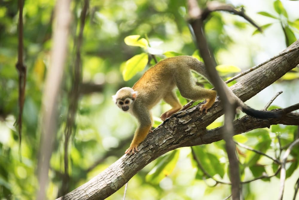 Monkey in rain forest Suriname